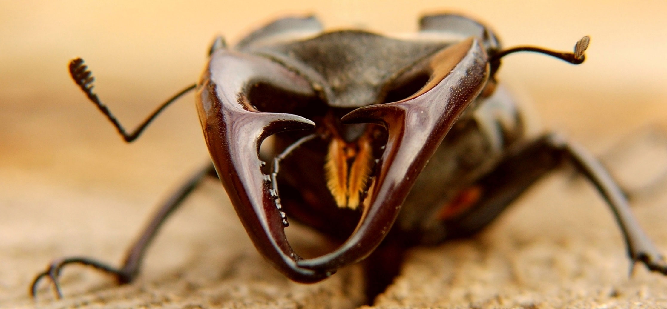 Upcoming beetle jewelry collection by Myshop9