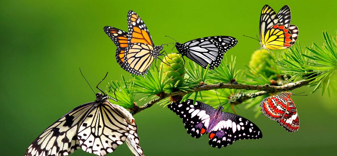 Flying butterflies representing Myshop9's handcrafted butterfly wing jewelry