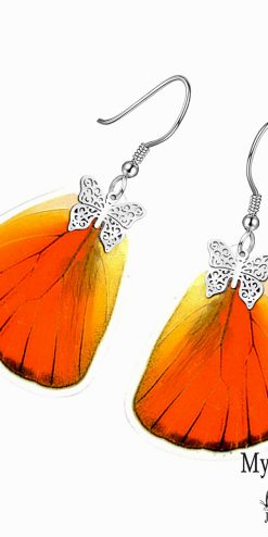 Appias Nero butterfly wing earrings – simple, trendy jewelry for everyday fashion