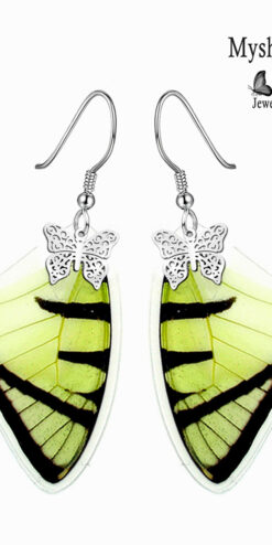 delicate pathysa agetes butterfly wing earrings handmade nature jewelry closeup