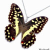 Handmade butterfly wing necklace made with real Papilio Demodocus wing