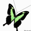Papilio Phorcas Necklace – Wholesale Handmade Butterfly Wing Jewelry for Resellers