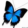 Papilio Ulysses Butterfly Wing Necklace – Ethically Handmade Jewelry for Shops