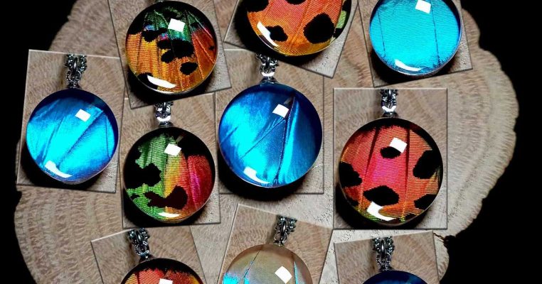 Convex glass butterfly wing preservation technique – Myshop9 innovation